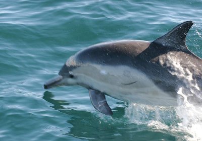 Long-beaked Common Dolphin