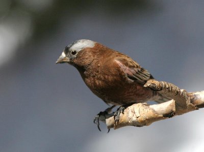 Gray-crowned Rosy-Finch (Gray-crowned)
