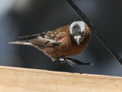 Gray-crowned Rosy-Finch (Gray-crowned)