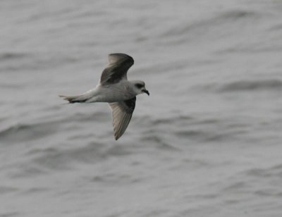 Fork-tailed Storm-Petrel