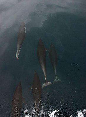 Northern Right Whale Dolphin