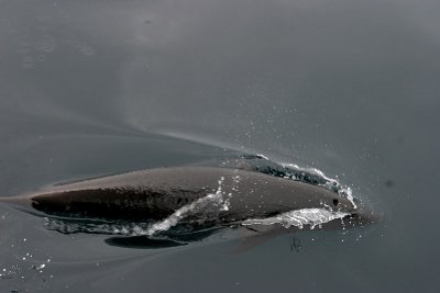 Northern Right Whale Dolphin