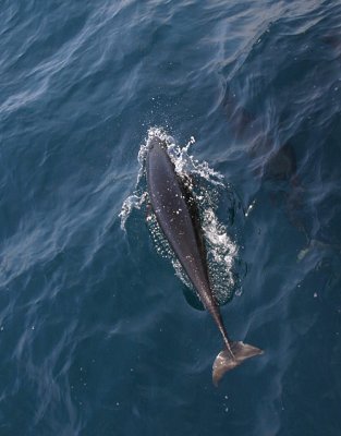 Northern Right Whale Dolphin