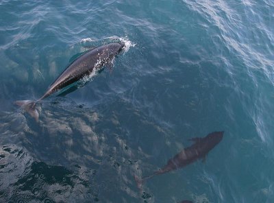 Northern Right Whale Dolphin