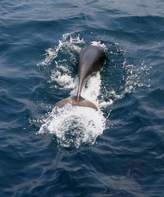 Northern Right Whale Dolphin