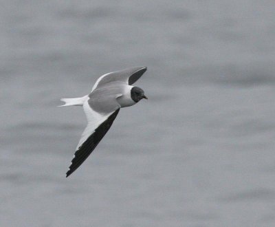 Sabine's Gull