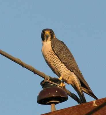 Peregrine Falcon