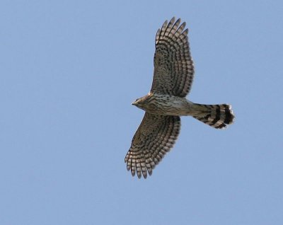 Cooper's Hawk