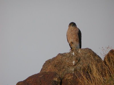 Cooper's Hawk