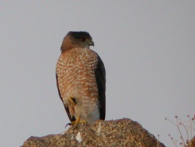 Cooper's Hawk