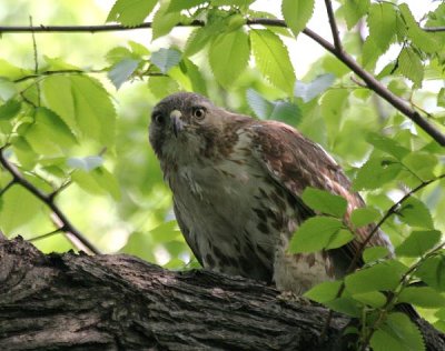 Red-tailed Hawk, Eastern form