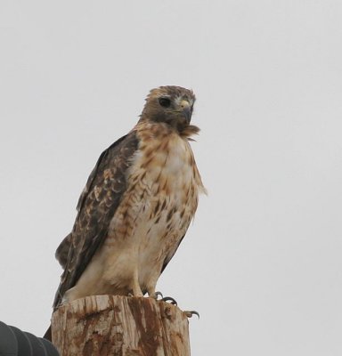 Red-tailed Hawk, Western form