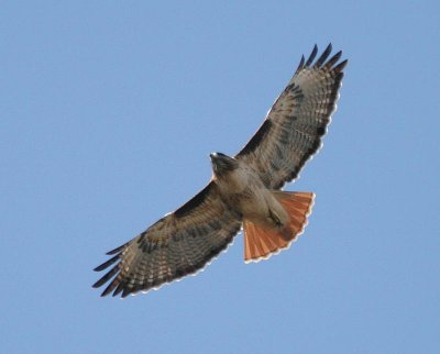 Red-tailed Hawk, Western form