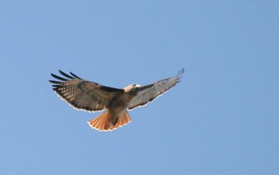 Red-tailed Hawk, Western form