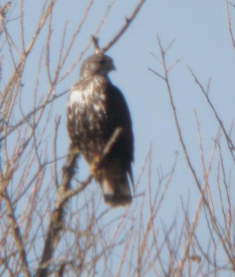 Harlan's Red-tailed Hawk