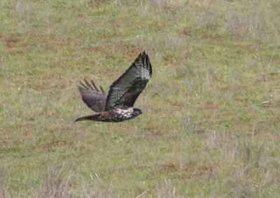 Harlan's Red-tailed Hawk