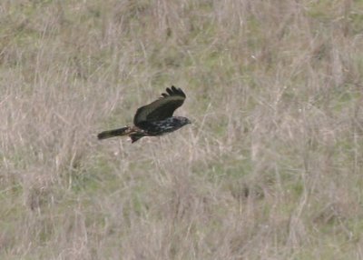 Harlans Red-tailed Hawk