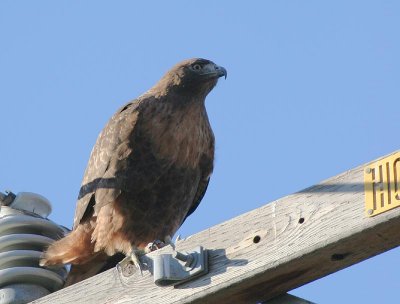 Red-tailed Hawk, Western form