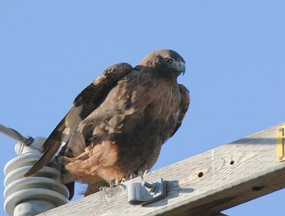 Red-tailed Hawk, Western form