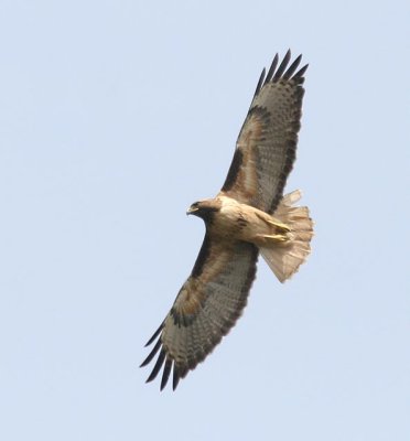 Red-tailed Hawk, Western form