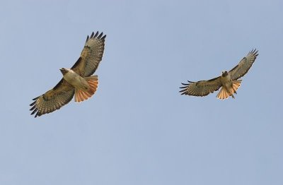 Red-tailed Hawk, Western form