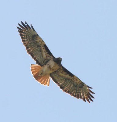 Red-tailed Hawk, Western form