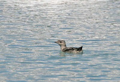 Kittlitz's Murrelet