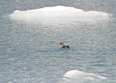 Kittlitz's Murrelet