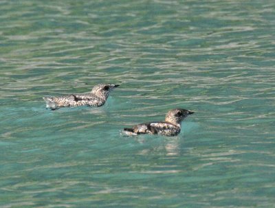 Kittlitz's Murrelet