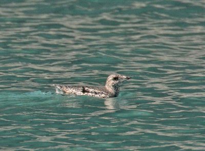 Kittlitz's Murrelet