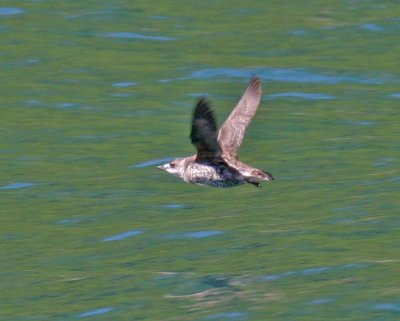 Marbled Murrelet