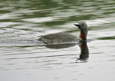 Red-throated Loon