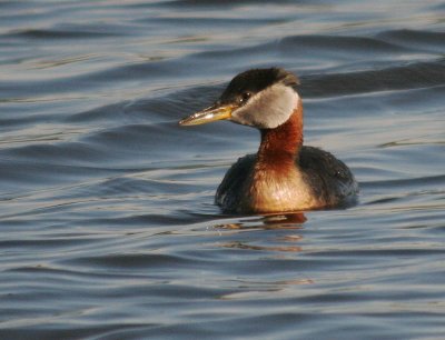 Red-necked Grebe