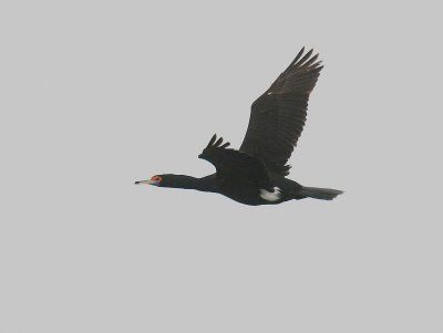 Red-faced Cormorant