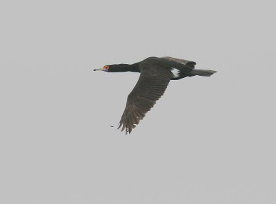 Red-faced Cormorant