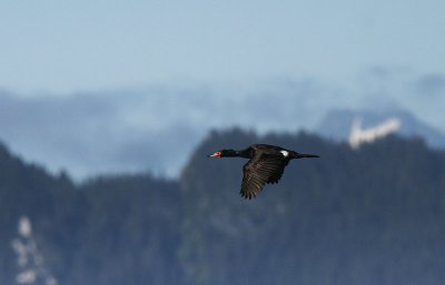 Red-faced Cormorant