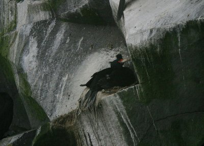 Red-faced Cormorant