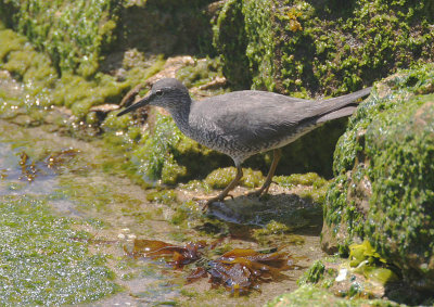 Wandering Tattler