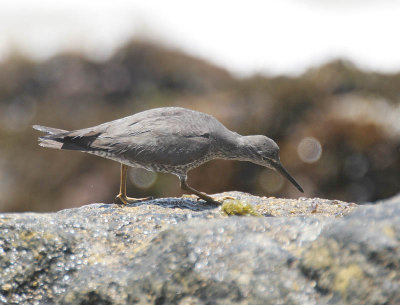 Wandering Tattler