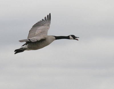 Canada Goose (other forms)