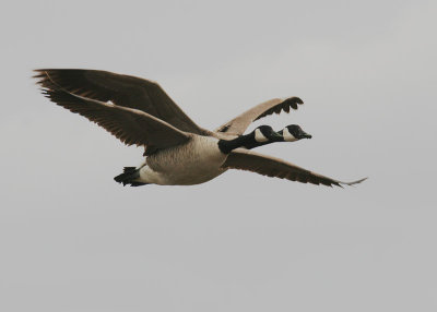 Canada Goose