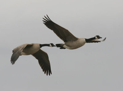 Canada Goose