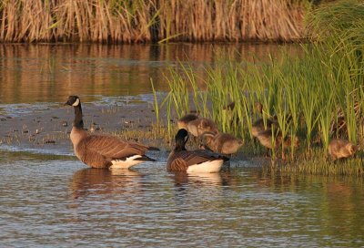 Canada Goose (Dusky)