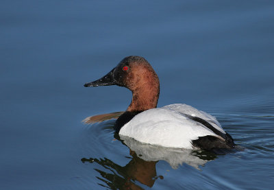 Canvasback