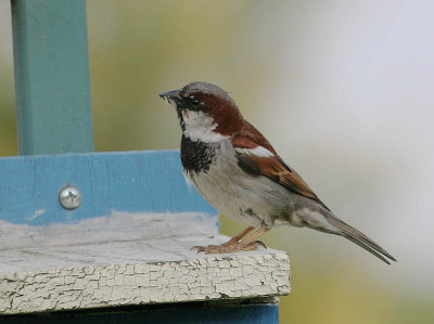 House Sparrow