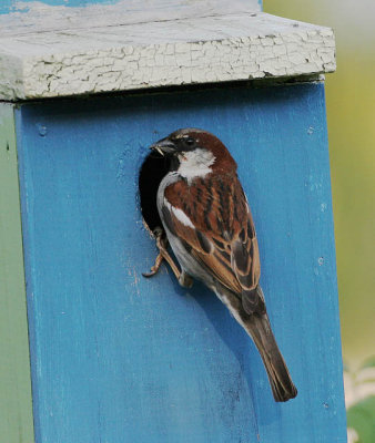 House Sparrow