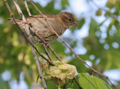 House Sparrow