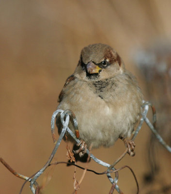 House Sparrow