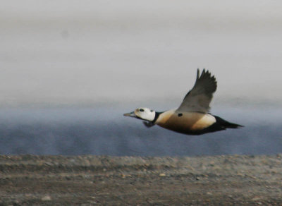 Steller's Eider