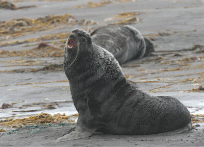 Northern Fur Seal